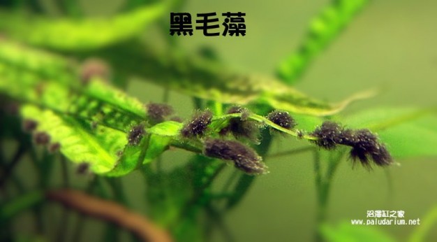 水族草缸爆绿丝藻怎么办,水草缸绿藻的养殖方法