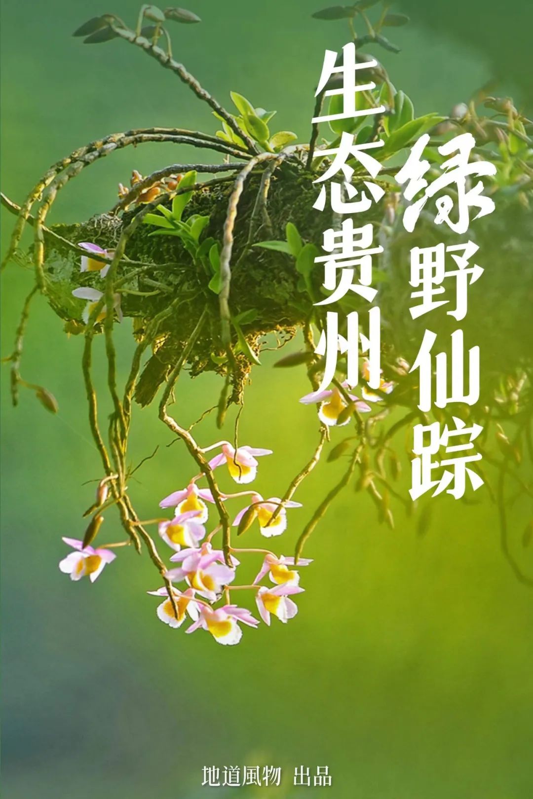 绿色狂想曲,绿色狂想曲三年级