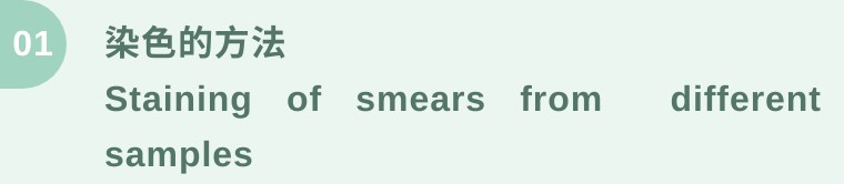 血涂片染色教程,人工涂片染色的步骤