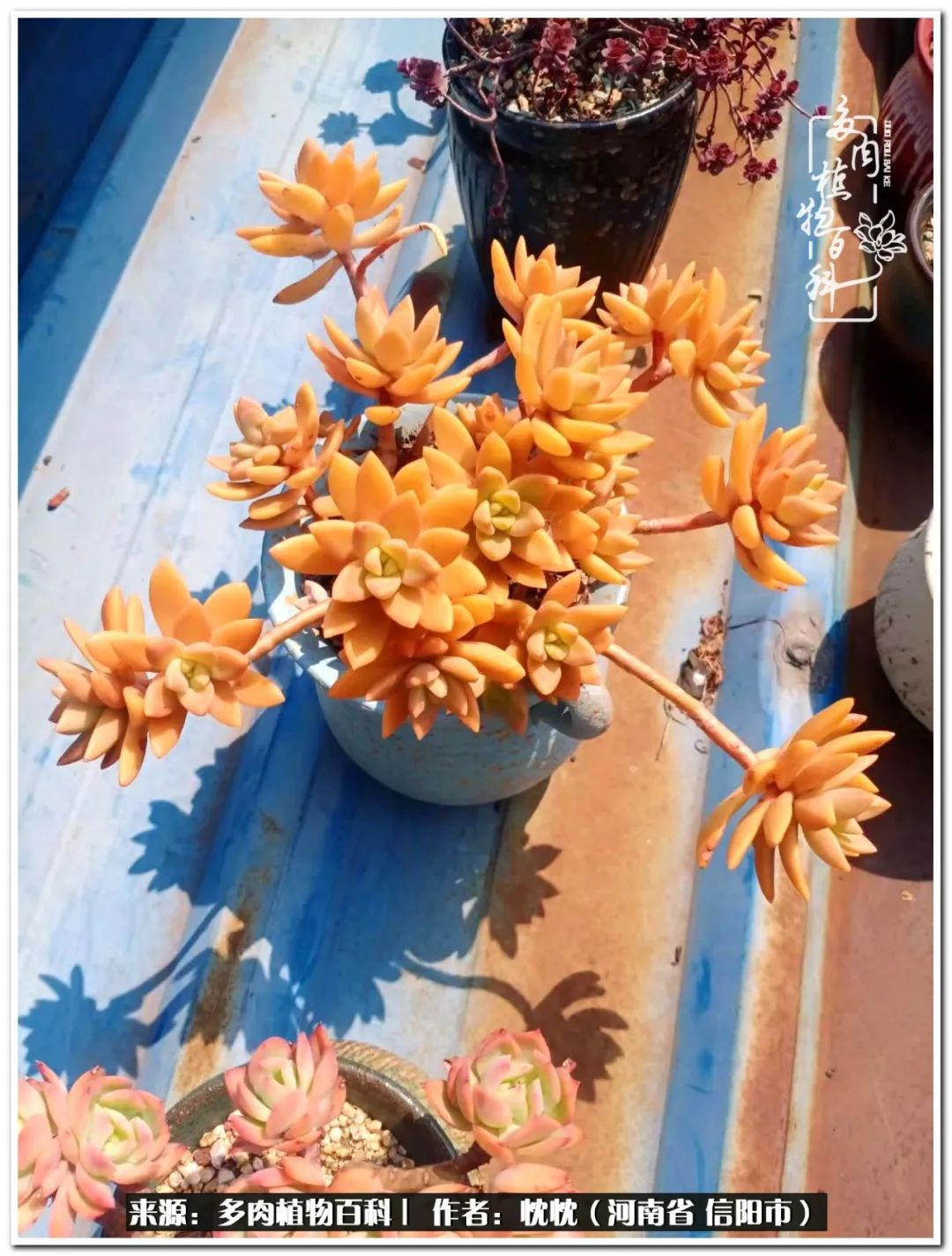 携一人白首择一城终老心之向往,携一人之手择一城终老图片