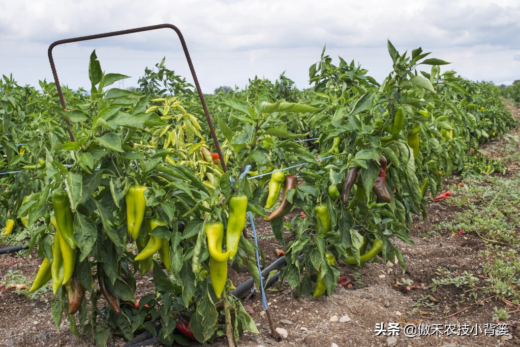 辣椒如何施肥才能更高产?建议农民注意这几点