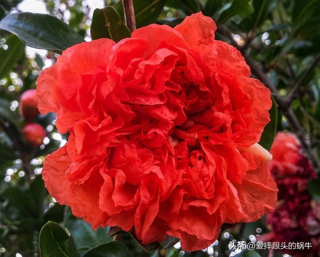 石榴花壁纸生如夏花,石榴花盛开的夏天