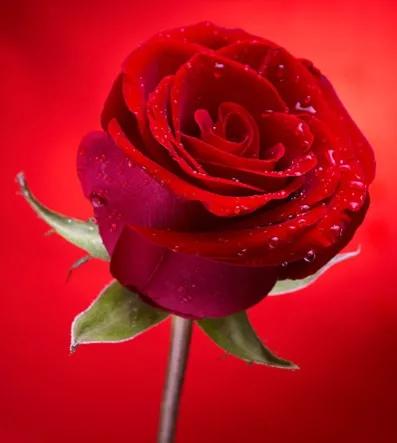 情人节没收到礼物教你不尴尬的事,情人节没收到情人节的礼物