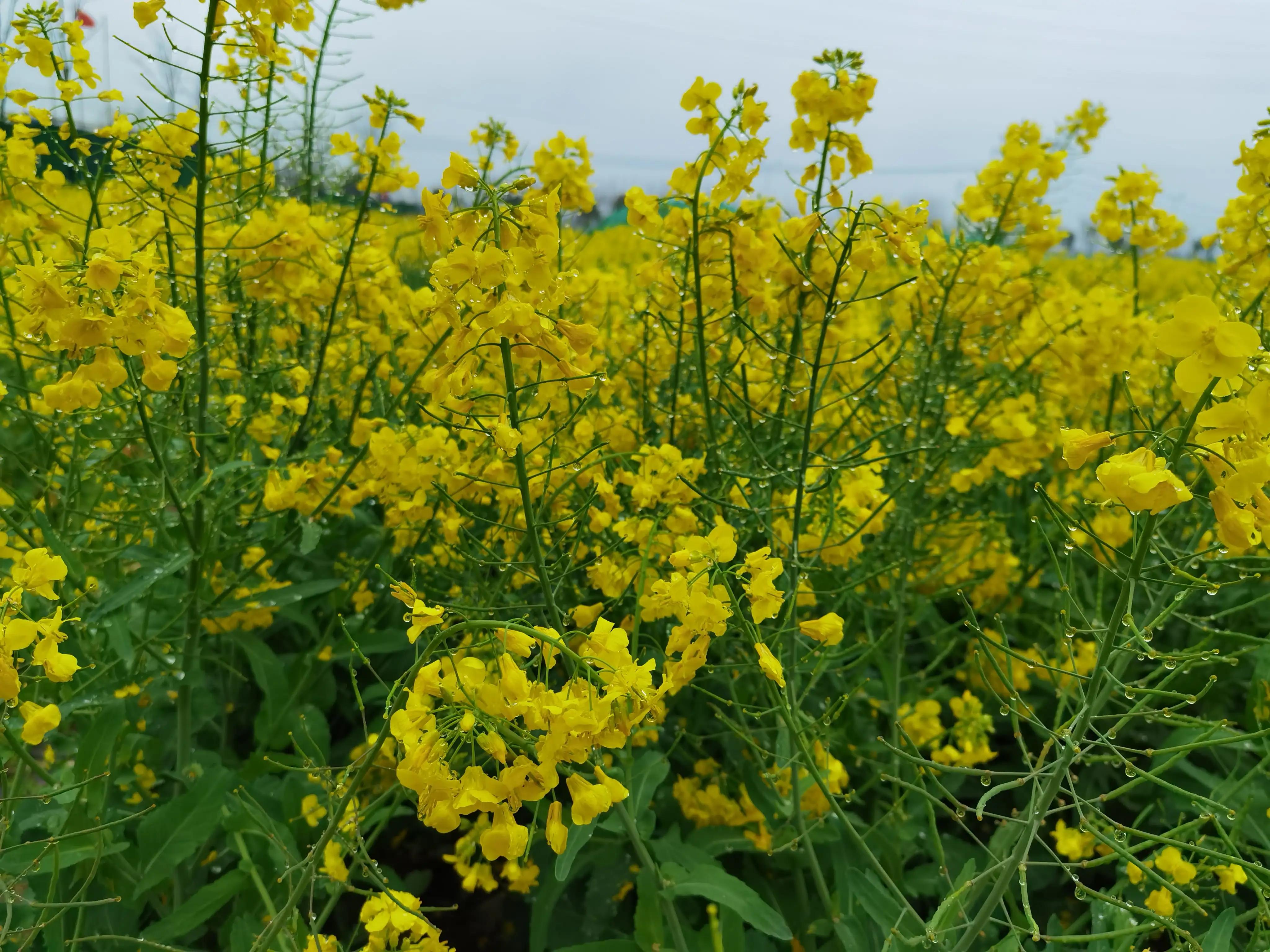 婴语奶声奶气,婴语声音视频