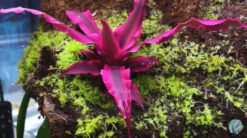 美国小哥在卧室建出一缸热带雨林，食物链环环相扣，太强了