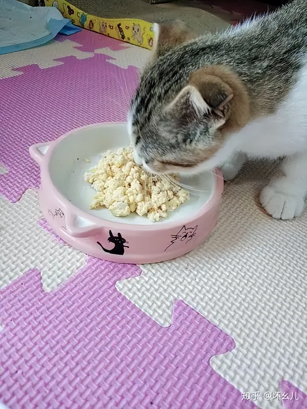 哪些食物对猫咪有益,6种食物小猫咪也很适合