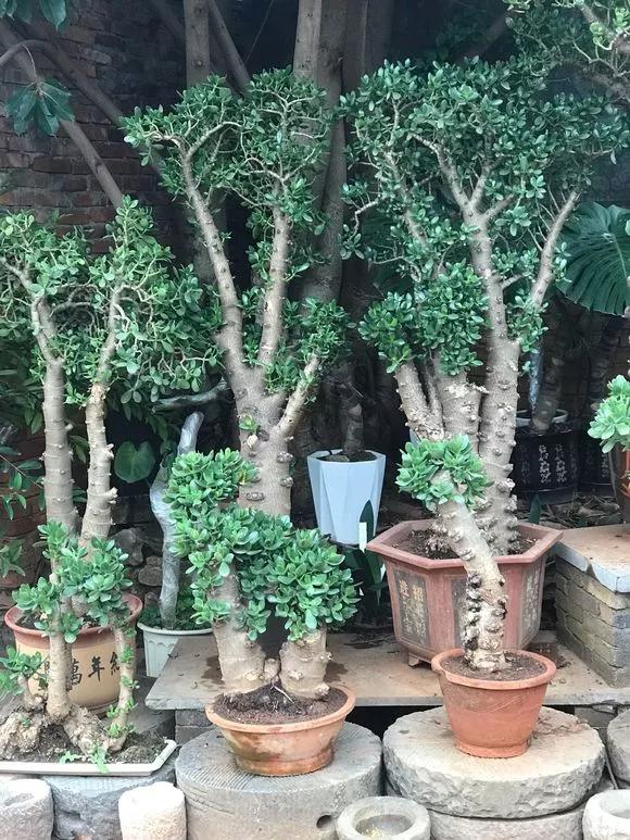 养玉树的十大诀窍,养玉树的绝招大全