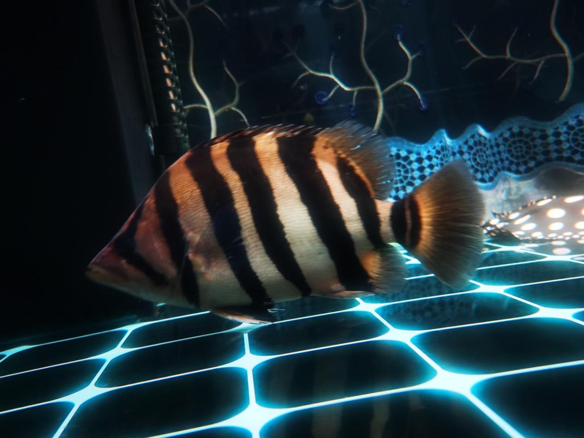 龙鱼缸下面混什么鱼,龙鱼缸里配什么鱼