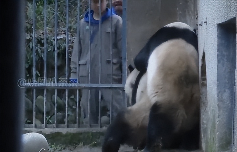 熊猫母女分开几年再次相见,熊猫母子分开后再次相见
