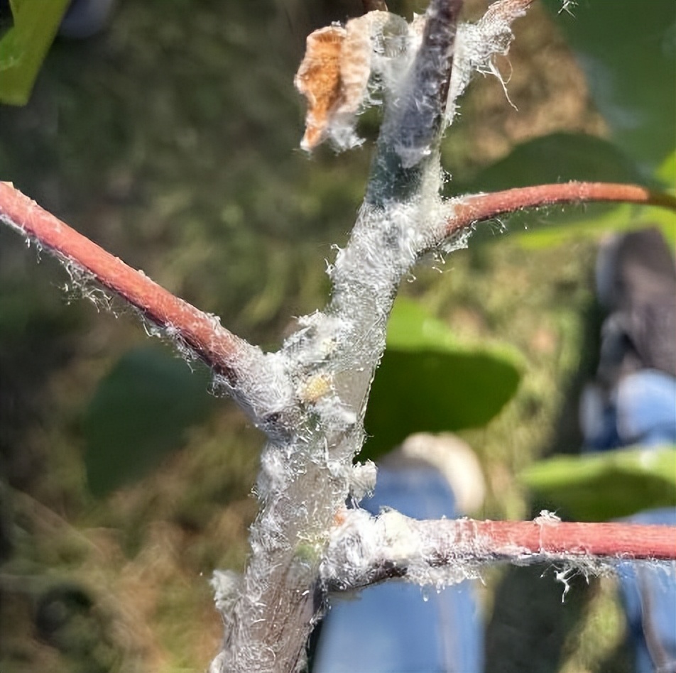 12月份园林绿化养护工作重点,元月份园林养护重点工作