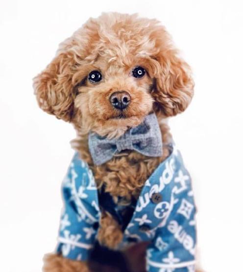 泰迪不爱吃狗粮怎么办,泰迪不爱吃饭有什么方法