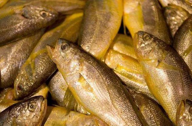 海鲜有什么品种的鱼类好吃,海鲜鱼类名字大全