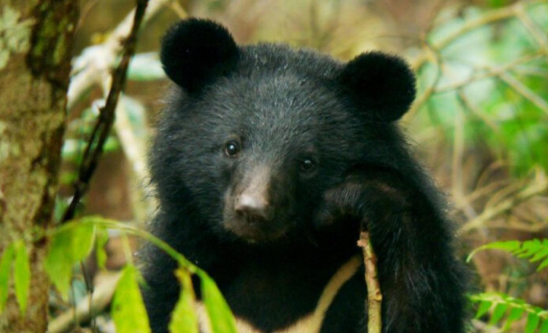 活熊采胆犯法吗,活熊取肝对熊的危害