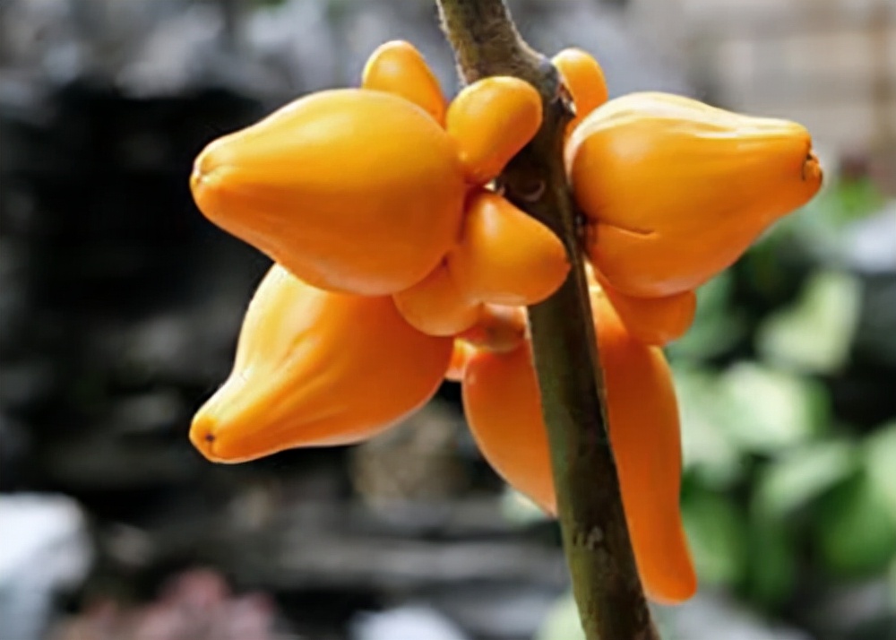 柠檬树适合在家养吗,在家养柠檬树注意点