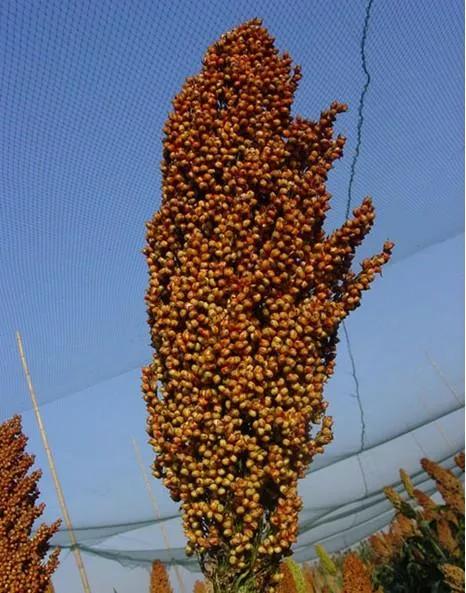 高粱种子图片大全,大片高粱成熟图片