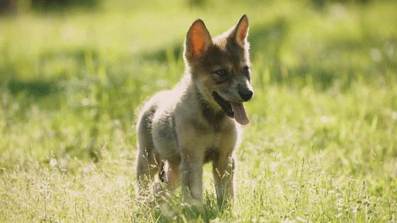中华田园犬的血统是狗中最高贵的,中华田园犬五大名狗品种