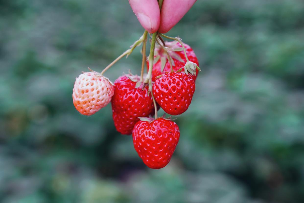 建德刀笃菜,倒笃菜是建德非遗吗