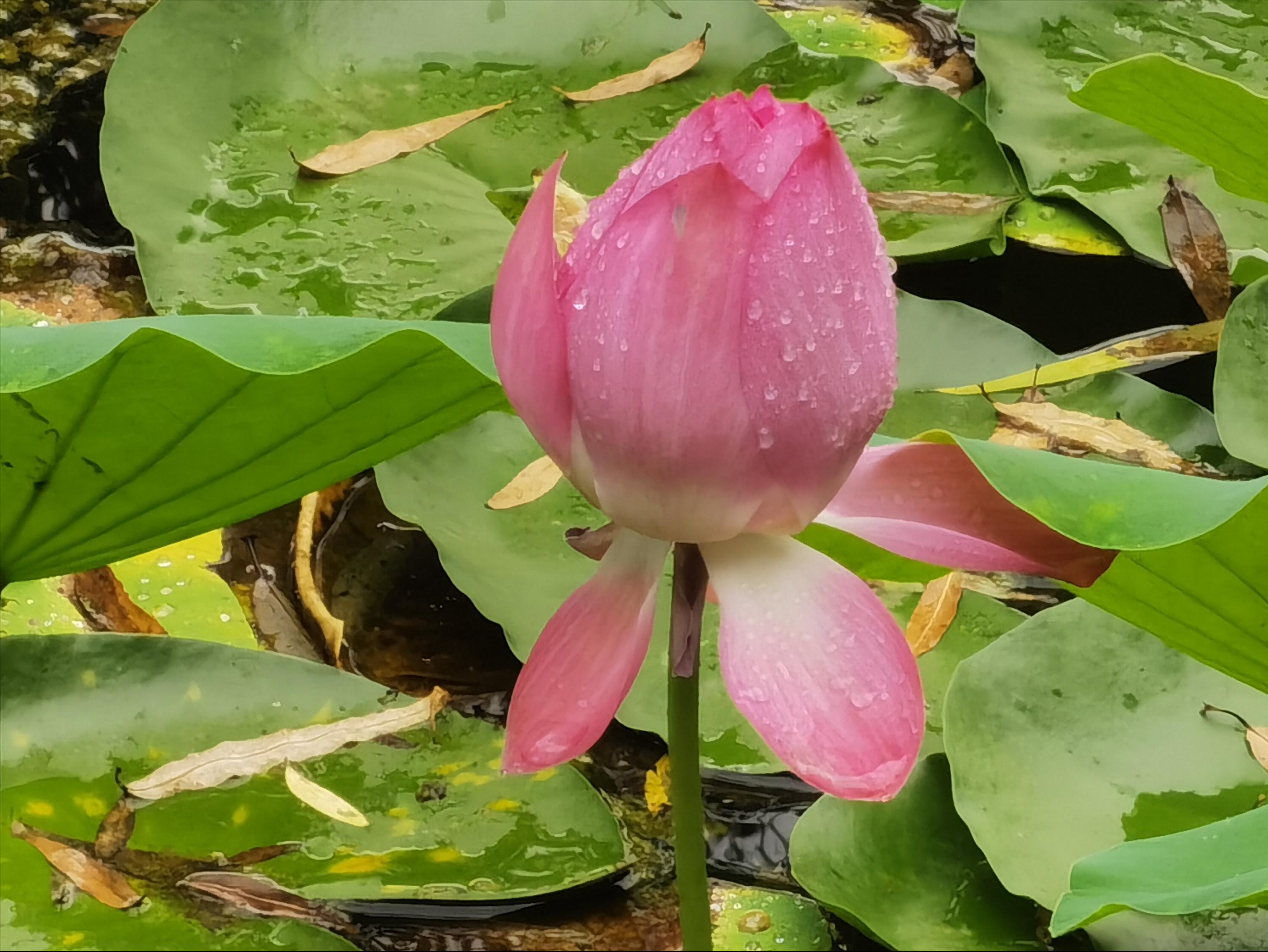 寻夏雨荷,寻找夏雨荷的景点