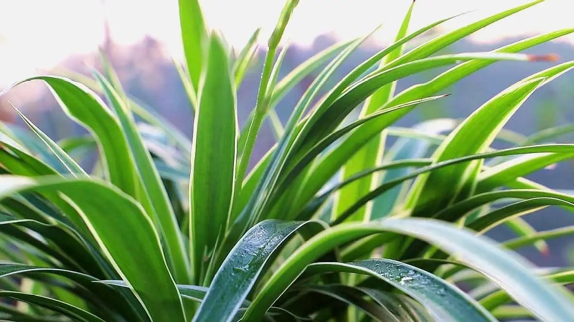 吊兰养活,普通吊兰怎么养才能更旺盛