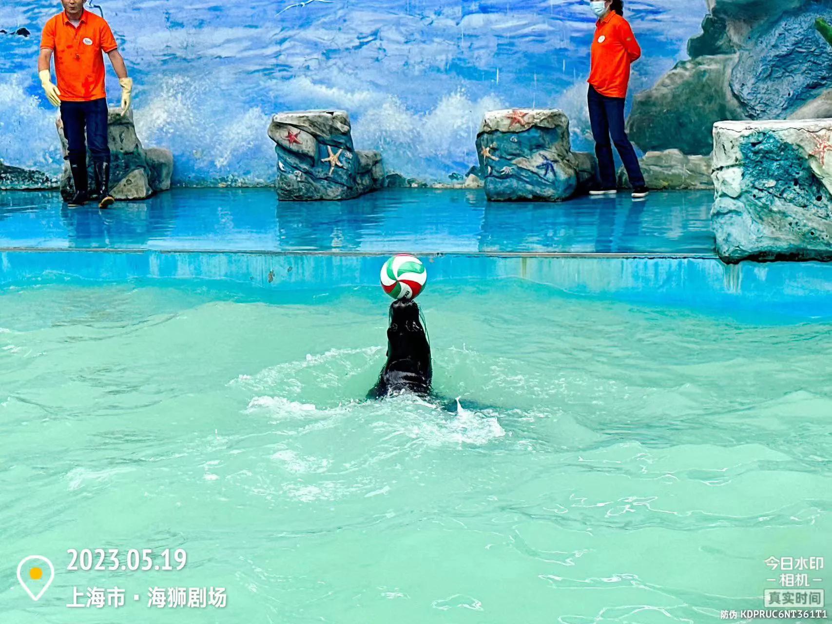 我喜爱的动物是小猫,什么动物招人喜爱