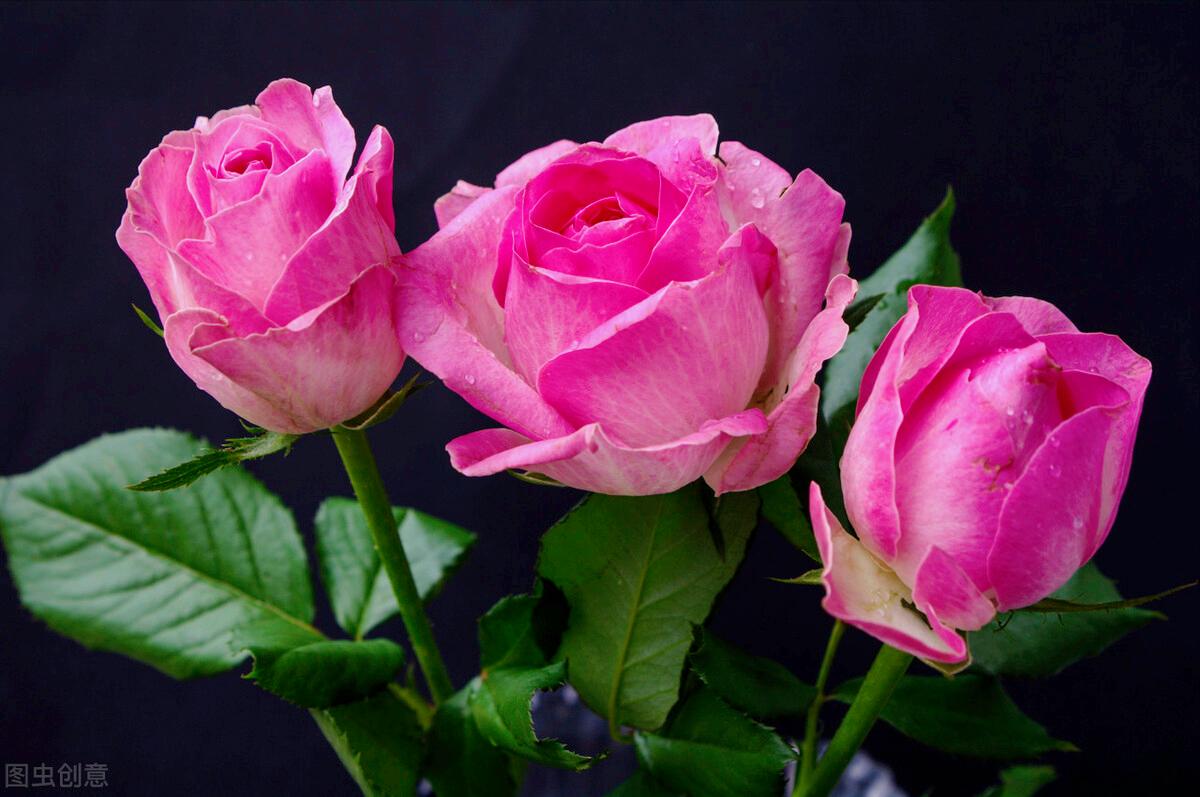 一花一深爱，花海美蓝天，花艳醉*光春**，花笑荡柔情，人间如仙境