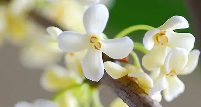 清可绝尘,清可绝尘浓能远溢什么意思