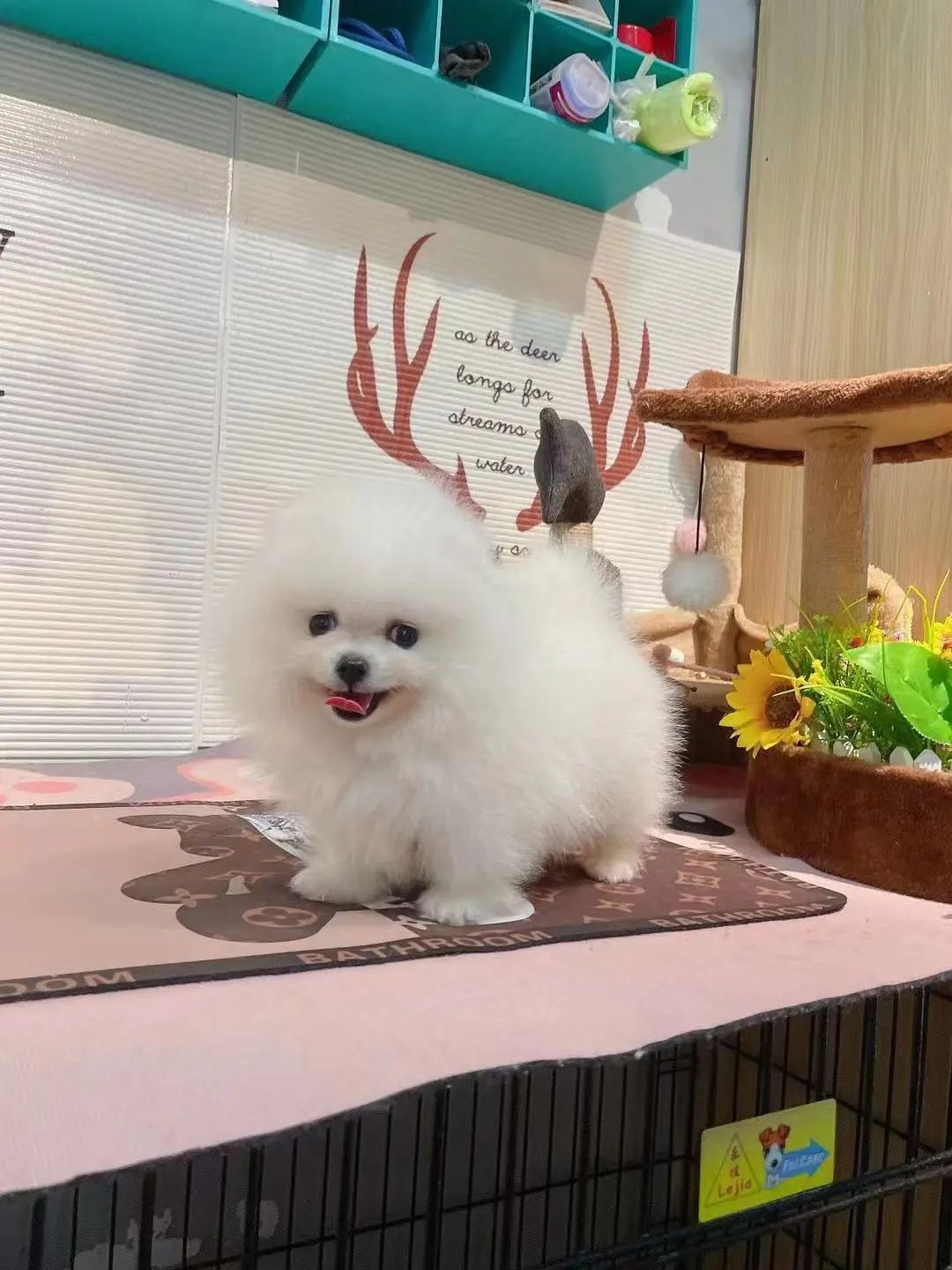 绗竴娆′拱鐙楀眳鐒堕亣鍒颁簡杩欐牱鐨勪簨,鍦ㄦ柊鍔犲潯涔扮嫍