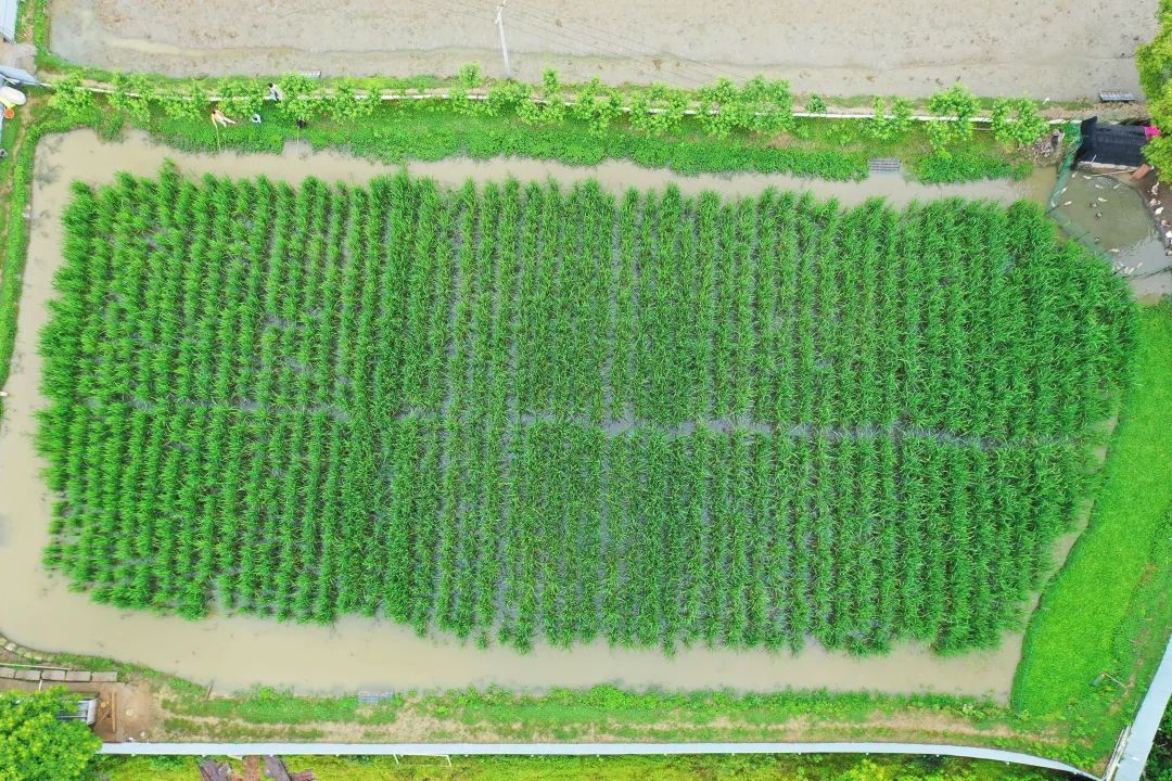 这个周六，瓶窑张堰千“茭”百态初夏游，约不？