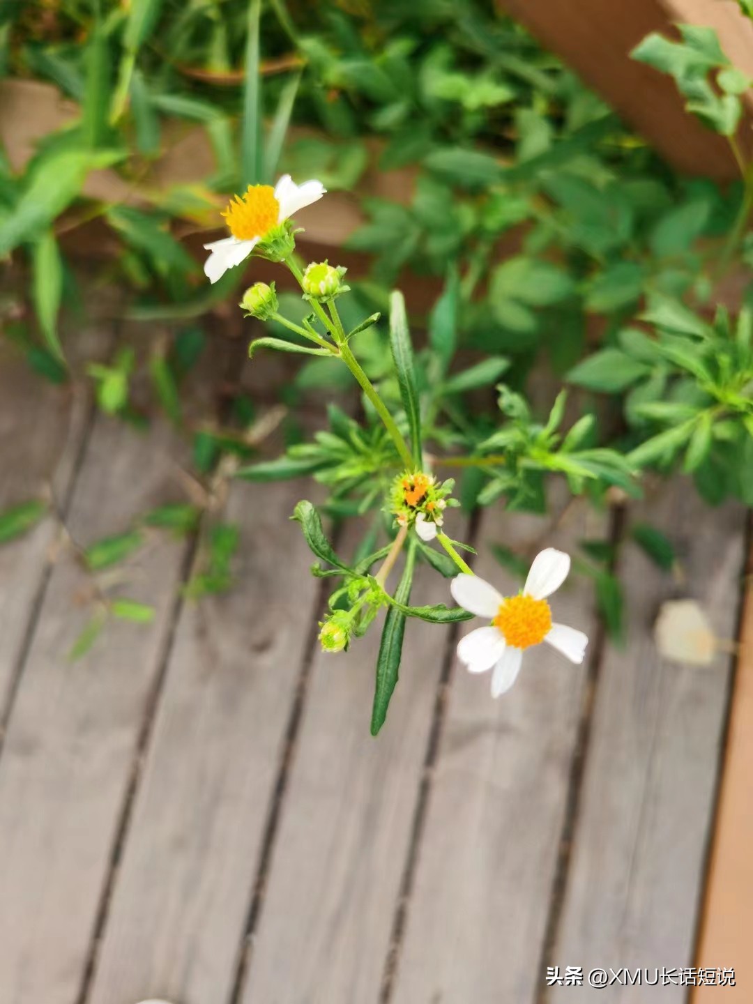 乌克兰算战斗民族吗,战斗民族俄罗斯乌克兰