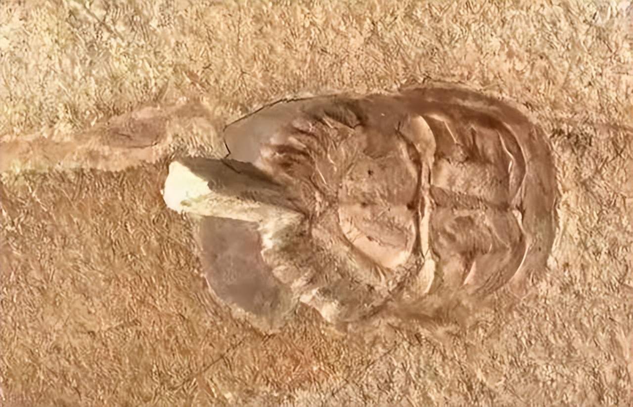 男子买到海怪,男子买海鲜发现端倪