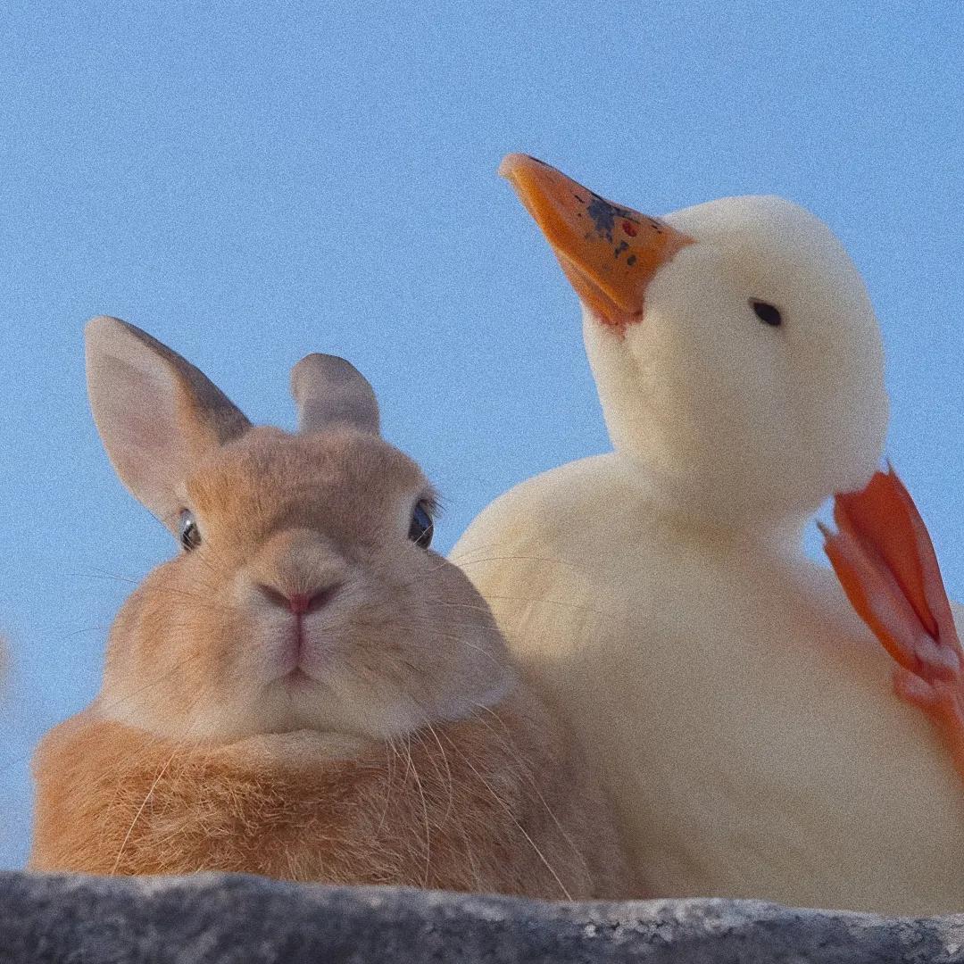 寰崥鐢风敓澶村儚,鏄庢槦寰崥澶村儚