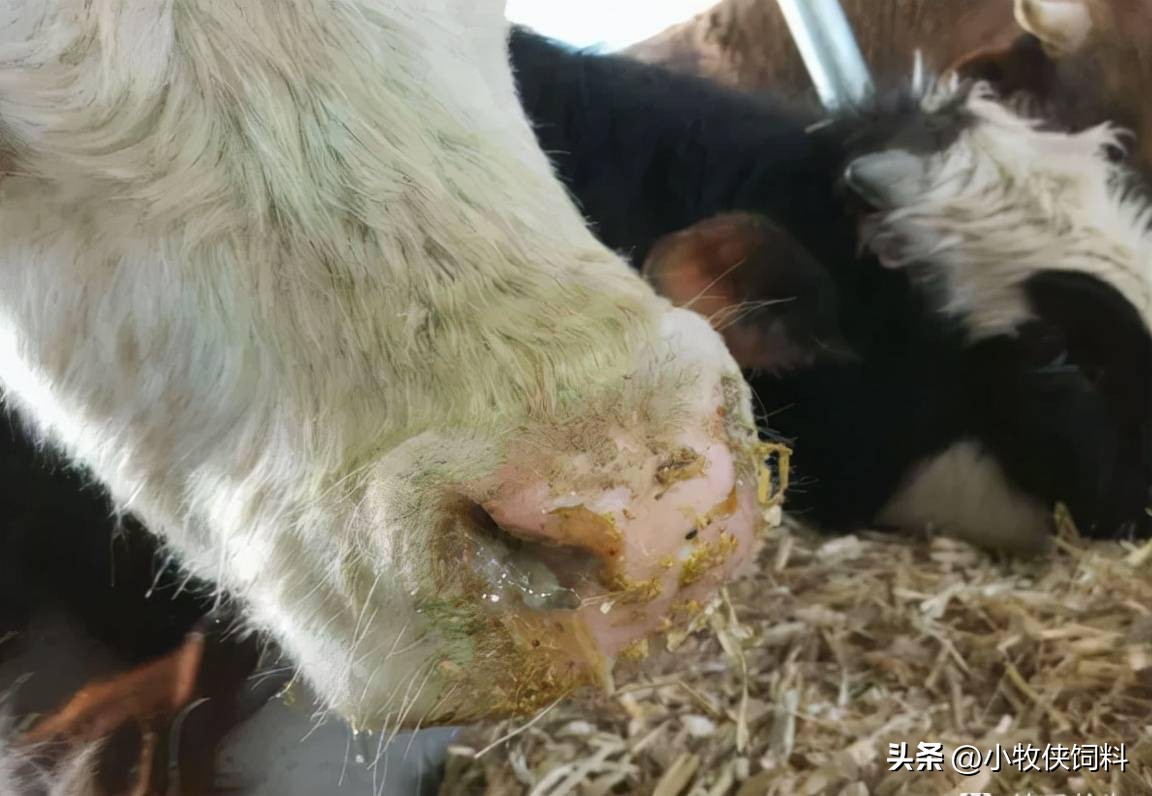 牛肠胃炎用什么药,牛肠胃炎用什么药治