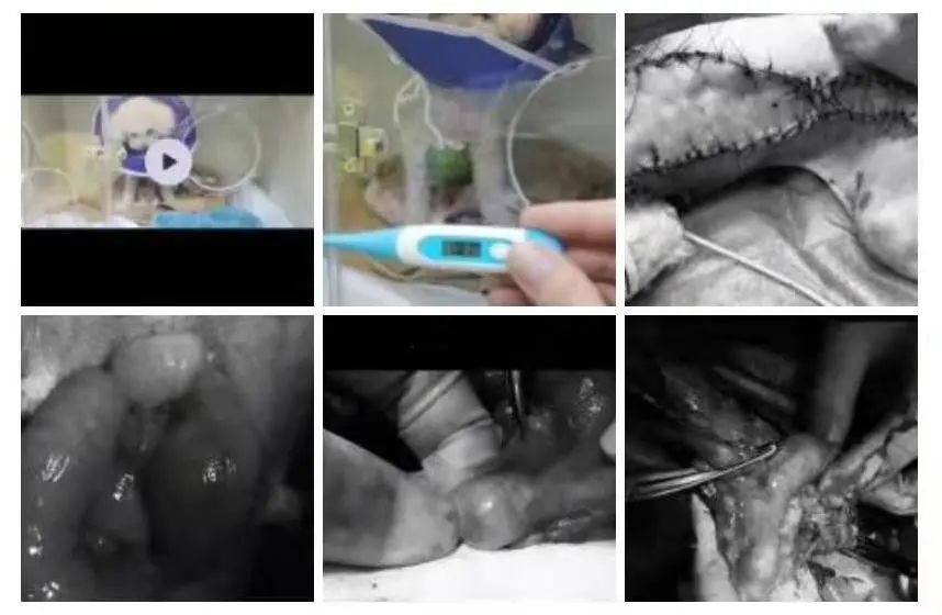 你所不在意的子宫蓄脓，将在多年后找上你家狗狗