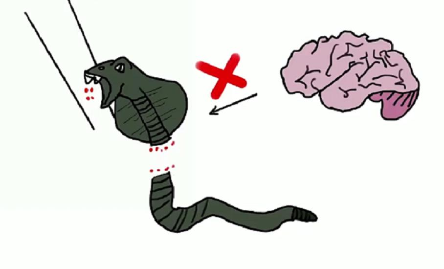 蛇为什么在一个地方不走,蛇为什么靠边走