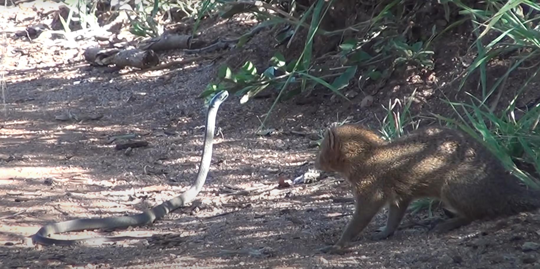 獴和毒蛇同归于尽,獴和毒蛇大战