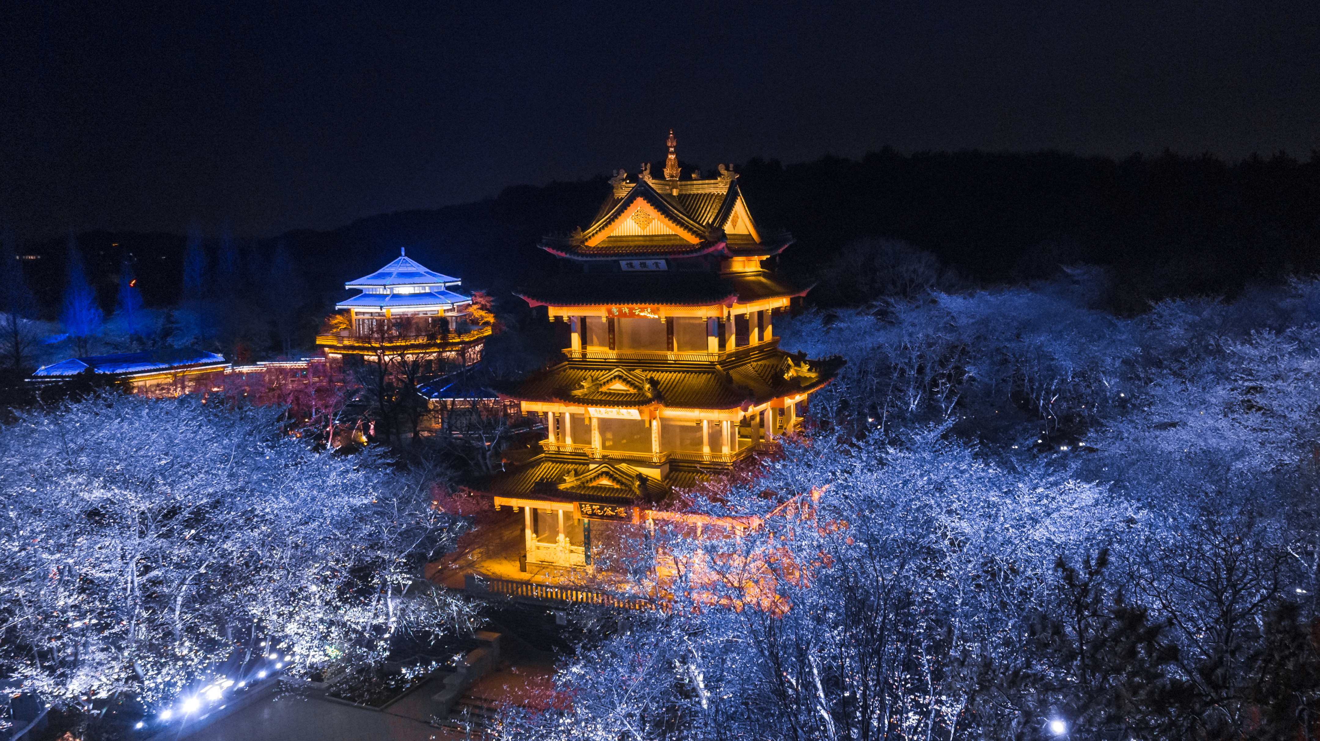 鼋头渚樱花盛宴比日本更令人沉醉,太湖鼋头渚樱花美如画