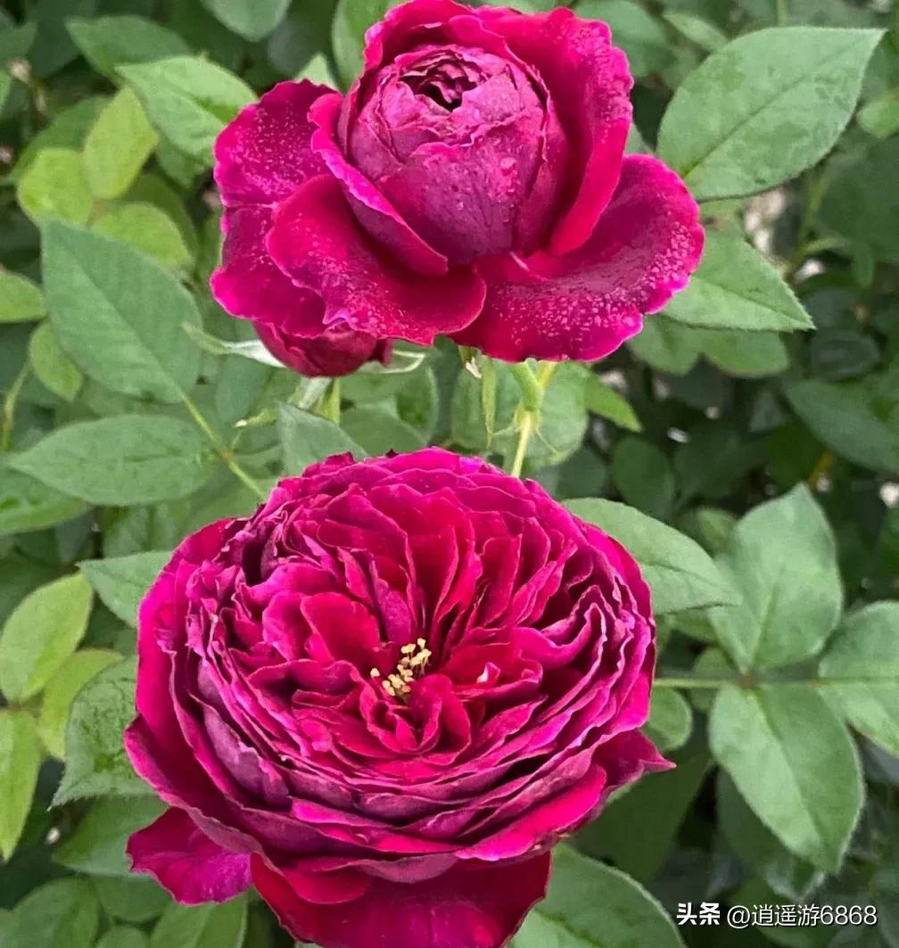 月季花美图,皇宫月季花花苞不密集