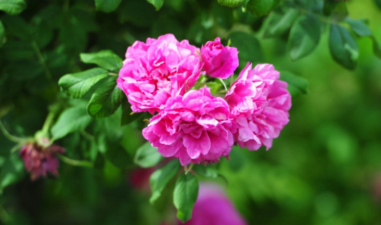 爱喝玫瑰花茶,平阴玫瑰夏天种植能长出来吗