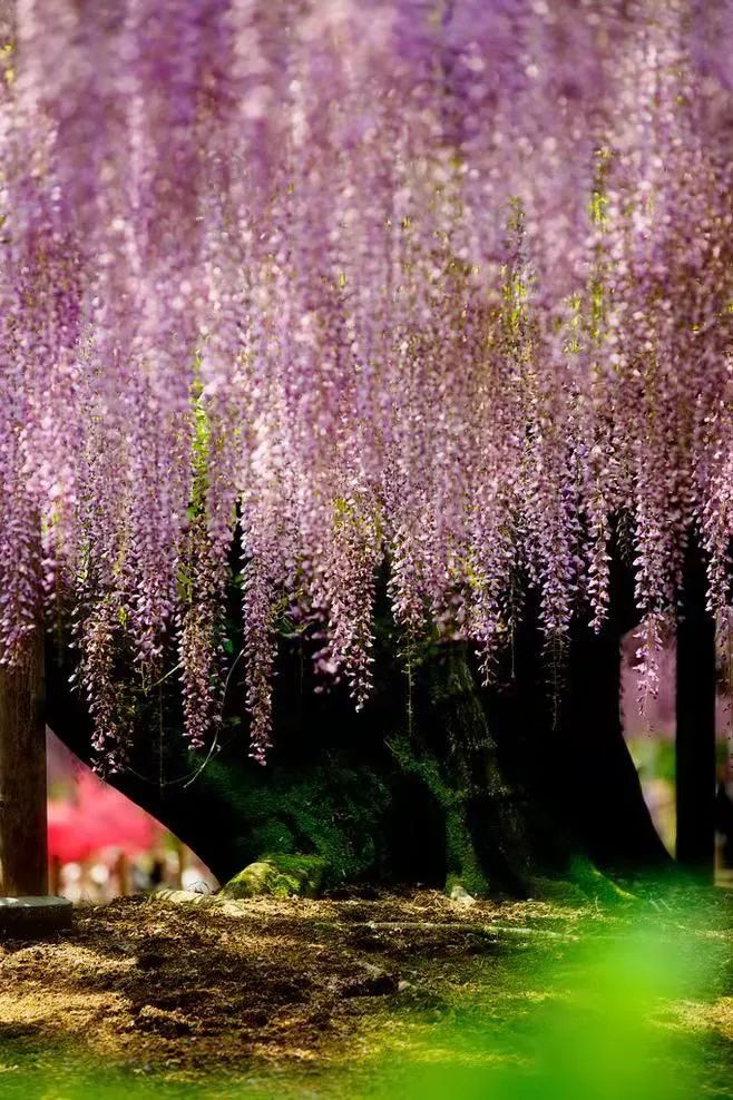 紫藤花，一锅炖不下的豆科，也有浪漫的一帘幽梦｜花名册No.00079