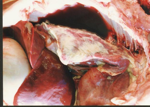 猪应急用药,猪生病的常用药