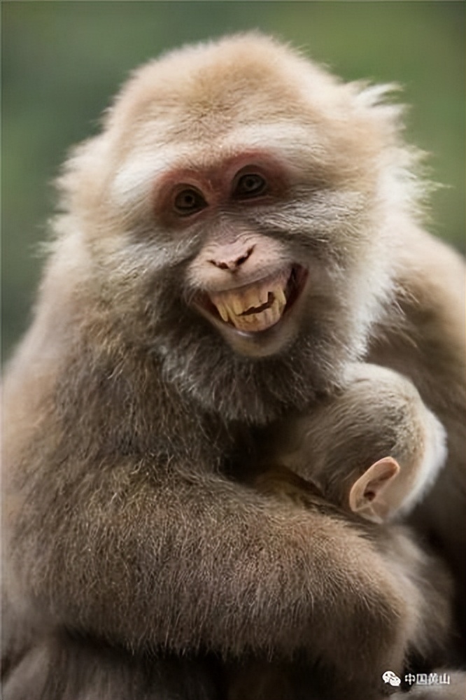 猴崽苦练猴爪功和铁砂掌，随母逃亡八年后竟然一掌成王|故事