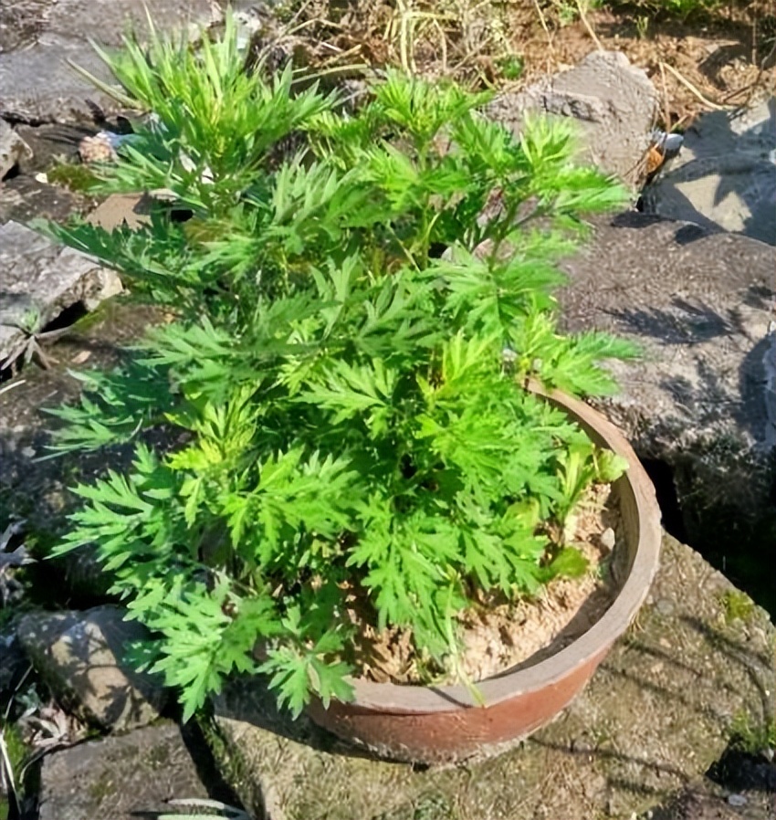 助睡眠的植物有哪些,能促睡眠的植物