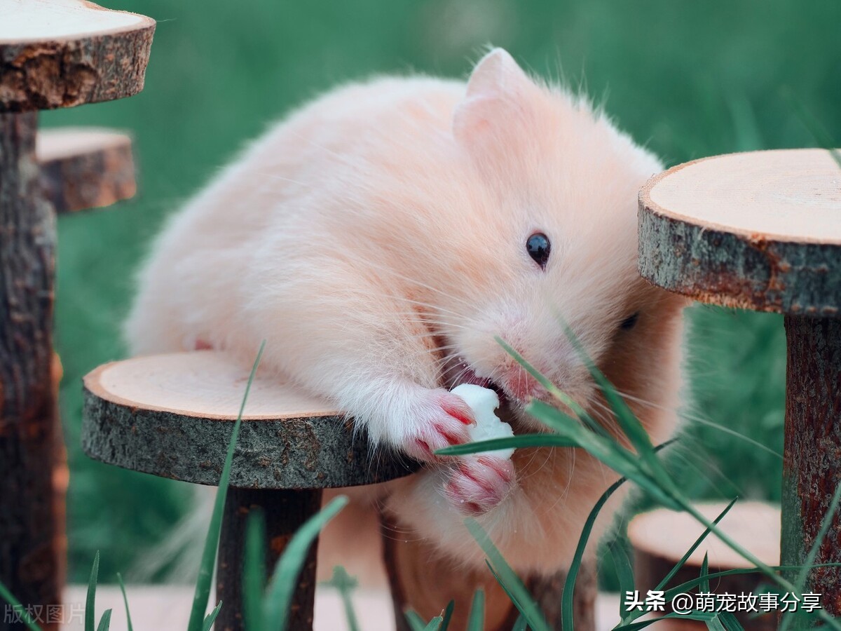 上班族适合养什么宠物狗,单身男士上班族适合养什么宠物