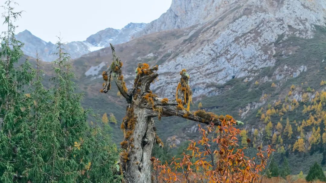 松潘秘境：野性与静谧共存的七藏沟