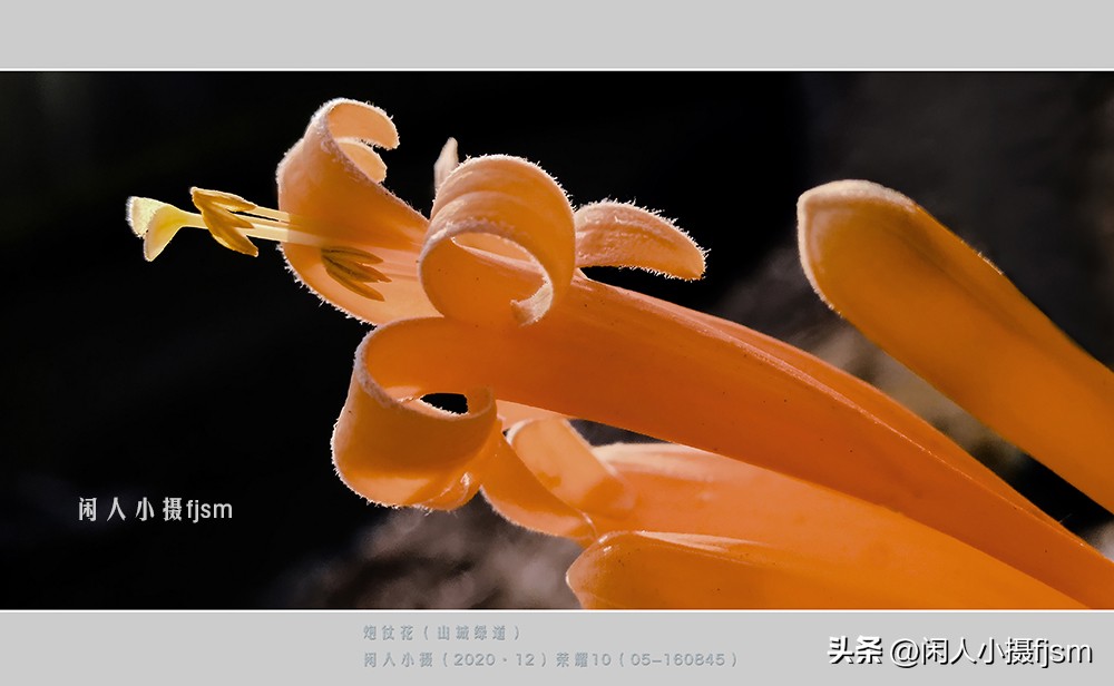 手机拍摄微距人像教程,关于手机微距摄影的一些小技巧