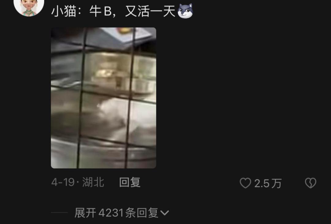 猫咪外出回来总是小心翼翼的,猫咪出走三个月后回来大变样