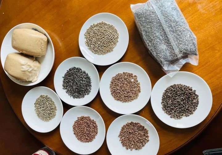 原来小麦也有高颜值！河北南皮3000亩彩麦丰收，彩色麦粒钙质高