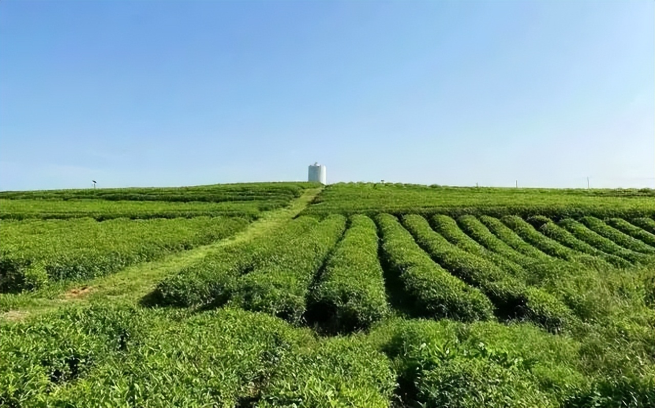 湖北著名的红茶,湖北名红茶