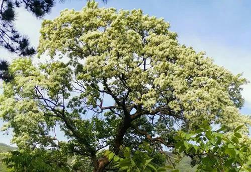 故乡的槐树简介,故乡的槐树