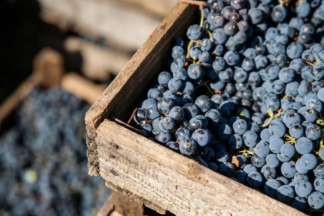 梅洛哪款葡萄酒好喝,没喝过梅子酒会怎么样